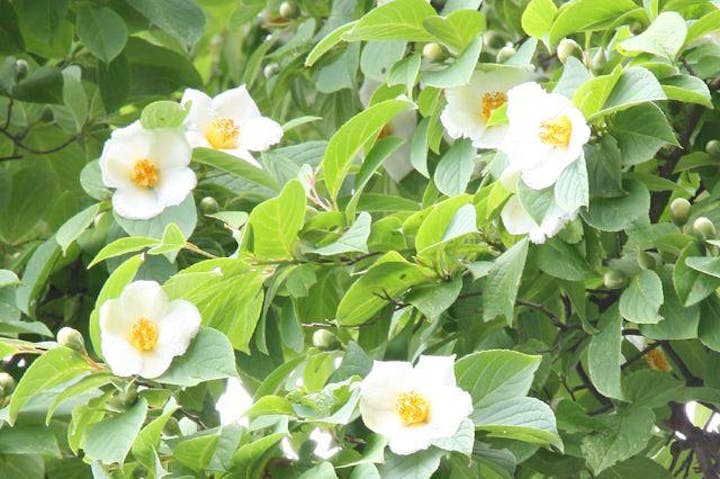 沙羅の花と一絃琴の鑑賞会