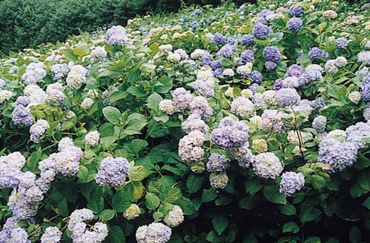 六甲山のアジサイ