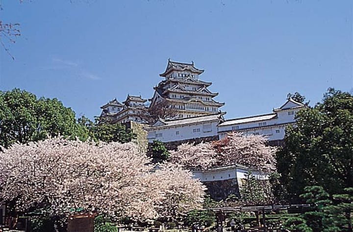 姫路城の桜