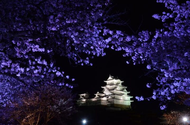 中止 姫路城夜桜会 アソビュー