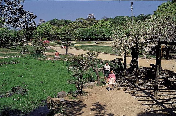 明石公園のフジ