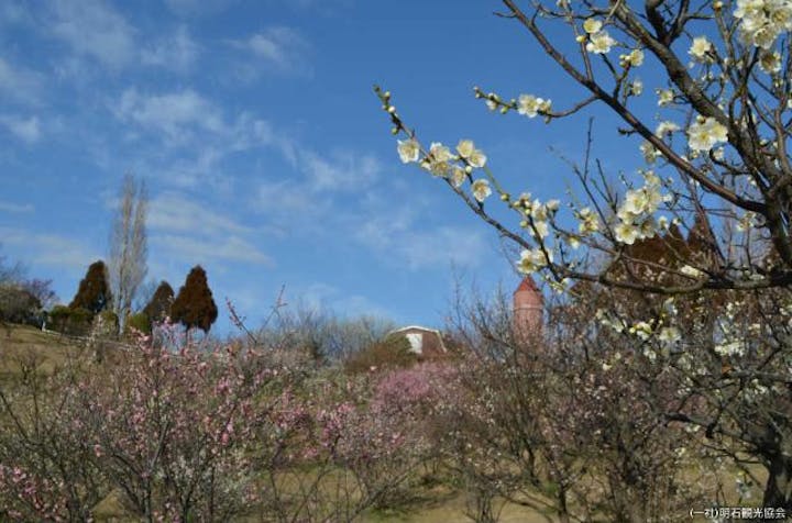 石ケ谷公園の梅