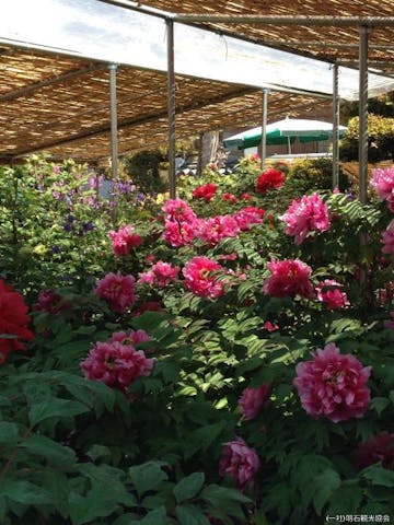 薬師院（ぼたん寺）