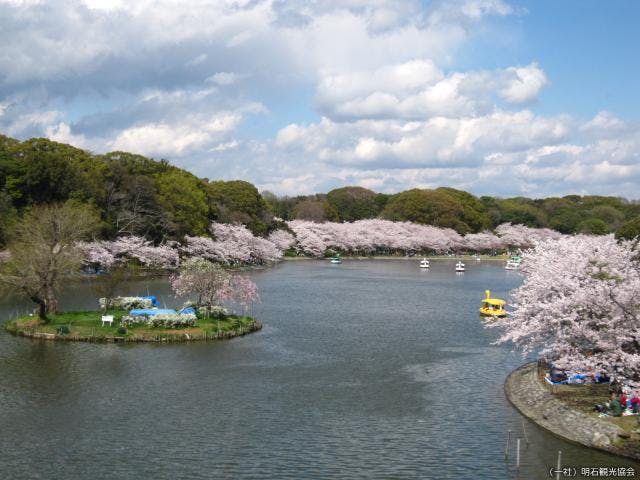 中止 明石公園さくらまつり アソビュー