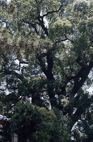 海清寺の大クス