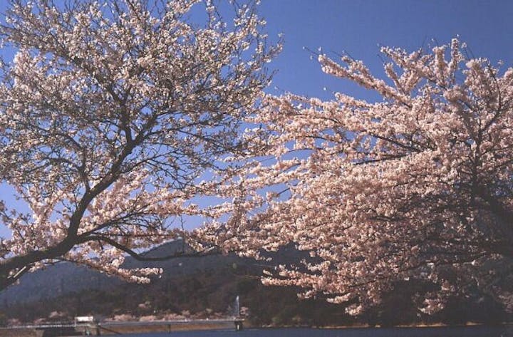 甲山周辺の桜