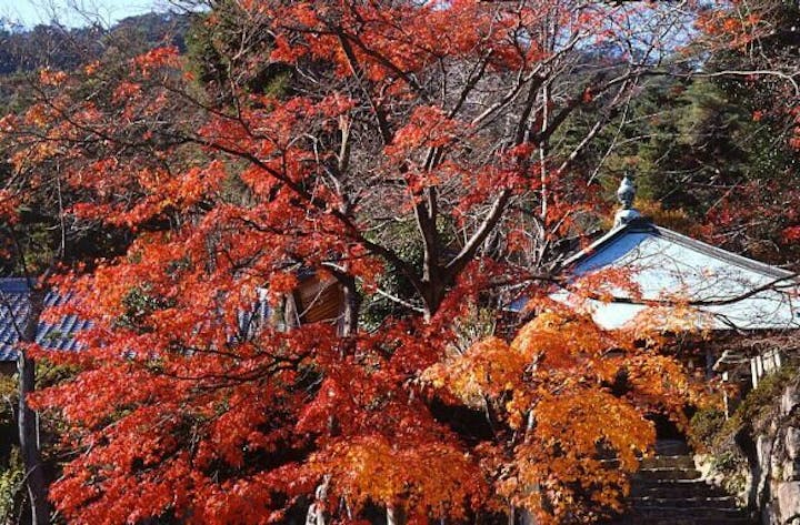 鷲林寺の紅葉