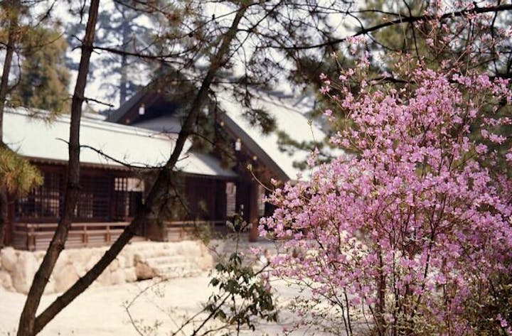 廣田神社のコバノミツバツツジの群落