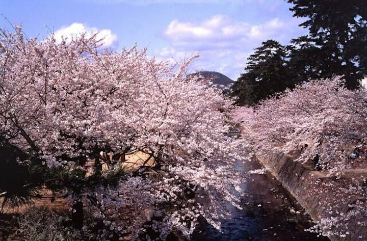 夙川公園の桜