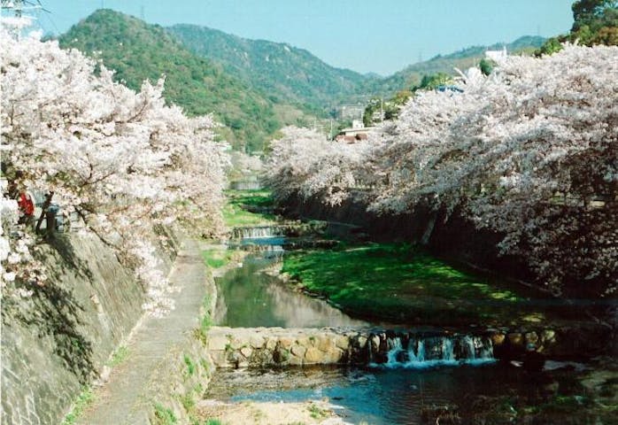 芦屋川河畔の桜並木