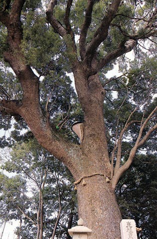 法巖寺の大クス