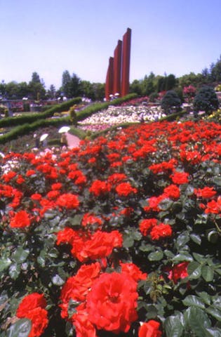 荒牧バラ公園
