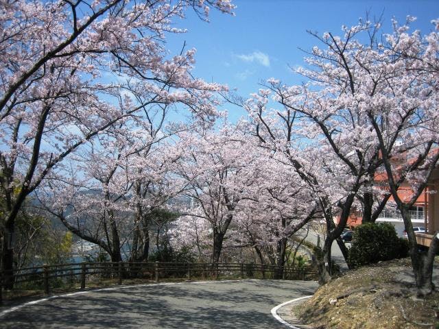 万葉岬の桜
