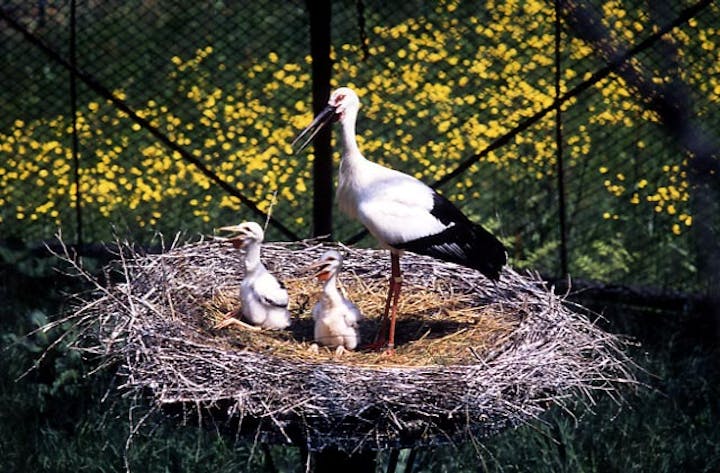 兵庫県立コウノトリの郷公園