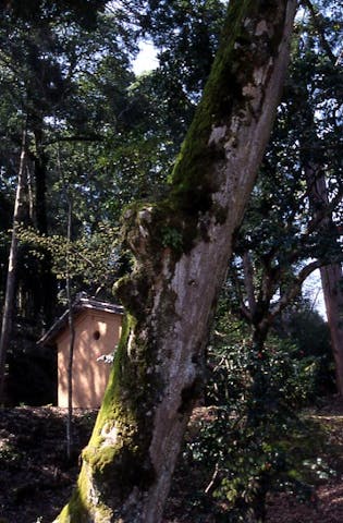 小江神社の大ケヤキ