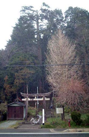 白藤神社の大モミの木