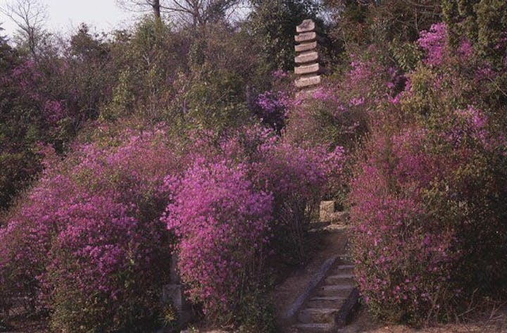 日光山のツツジ