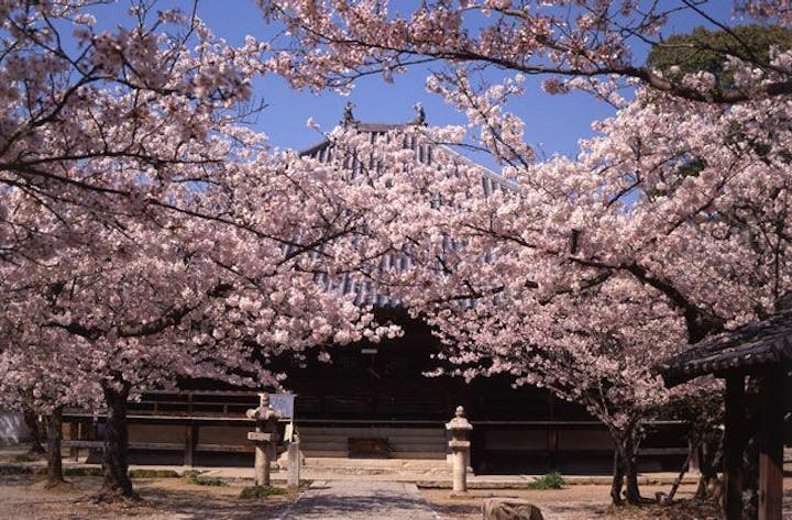 教信寺の桜