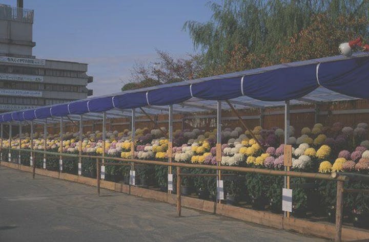 第65回加古川菊花展