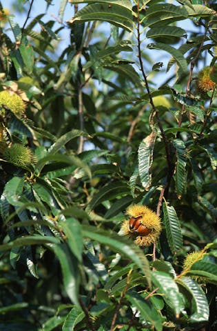 見土呂観光果樹園
