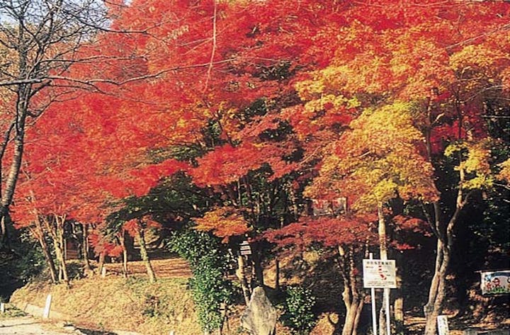 龍野公園の紅葉