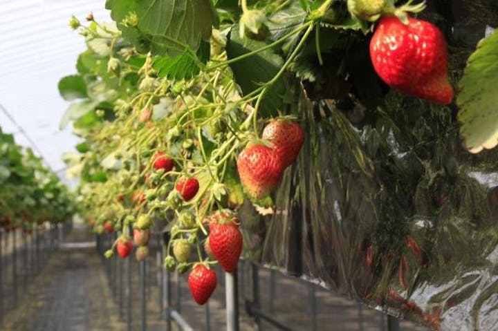 観光農園篠田いちご園