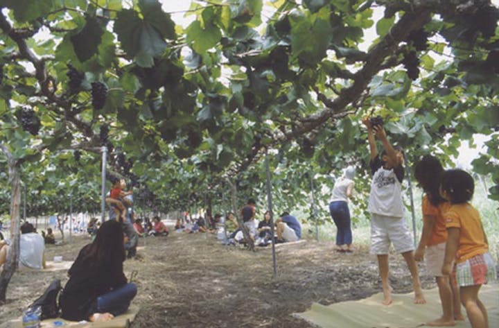 平井山観光ぶどう園