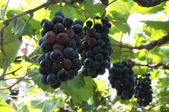 スポットの写真