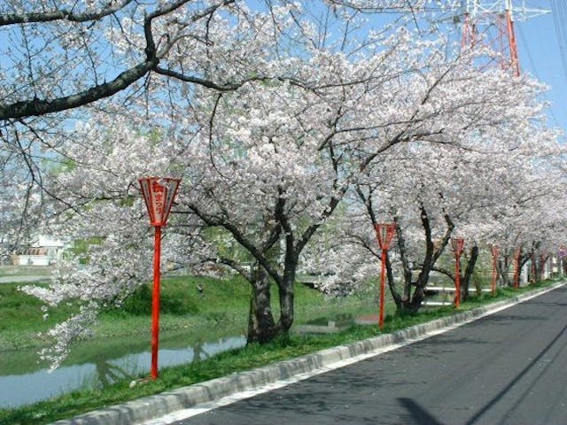 鹿島川沿いの桜
