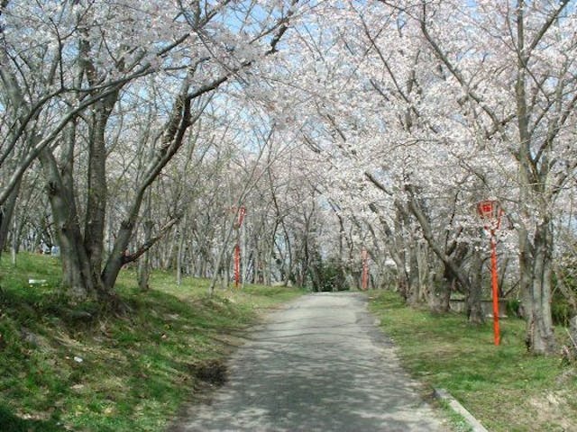 日笠山の桜