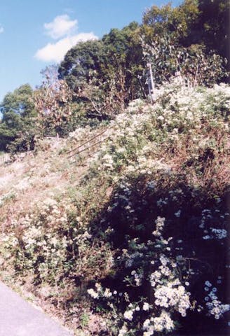 日笠山のノジギク