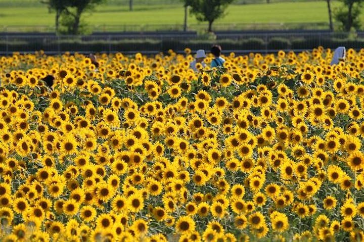 ひまわりの丘公園