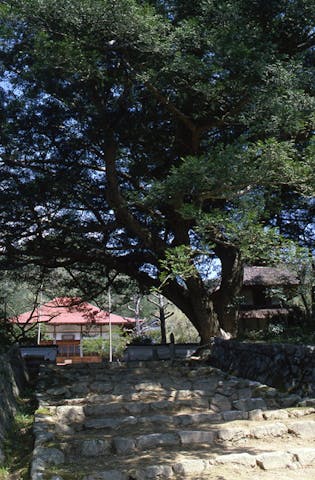 大舟寺のカヤの木