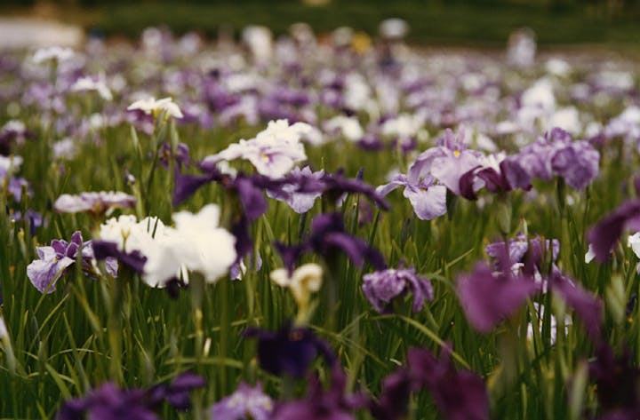 永沢寺花しょうぶ園