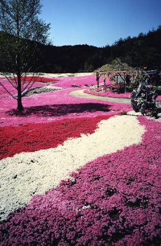 花のじゅうたん