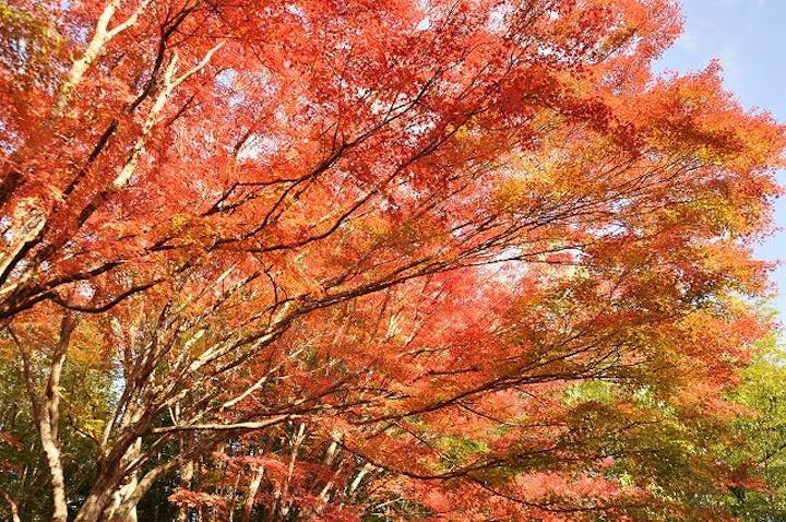 王地山公園の紅葉