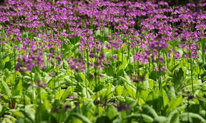多紀連山のクリンソウ群落