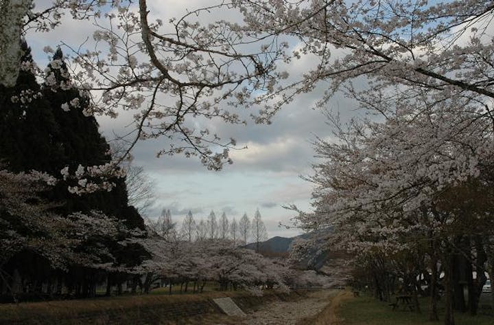 倉町野の桜