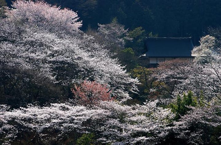 常勝寺の桜