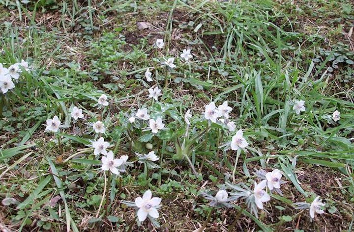 節分草（「江古花園」、「遠阪地域」、「森地区」）