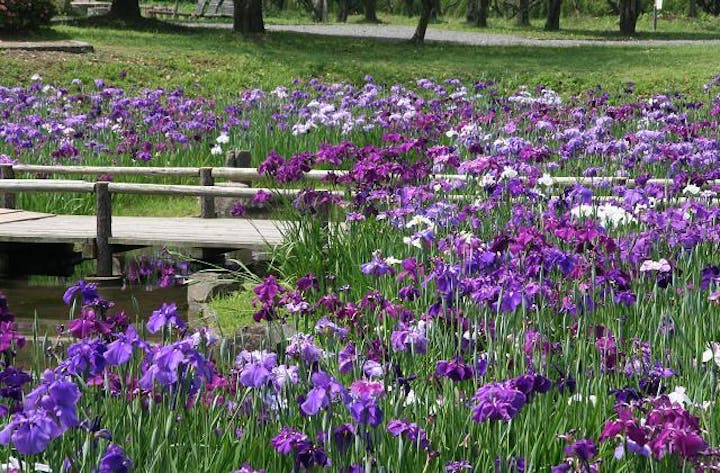 三ッ塚史跡公園の花しょうぶ