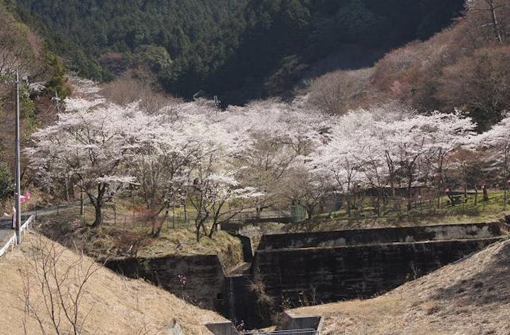 鐘ヶ坂公園の桜