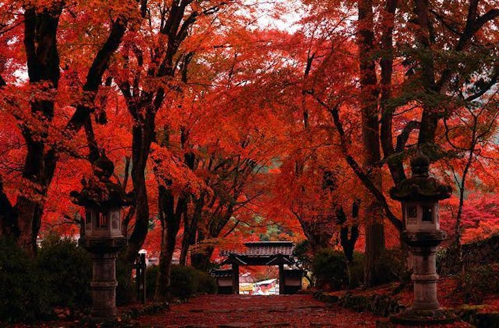 高源寺の紅葉