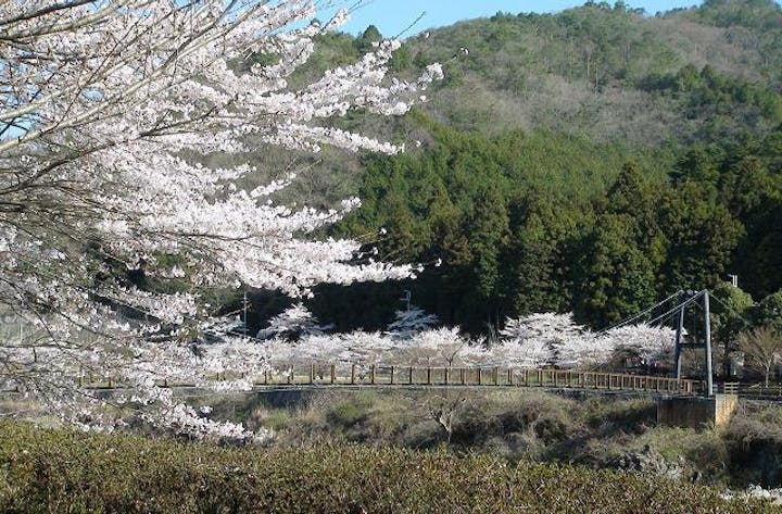 川代公園の桜