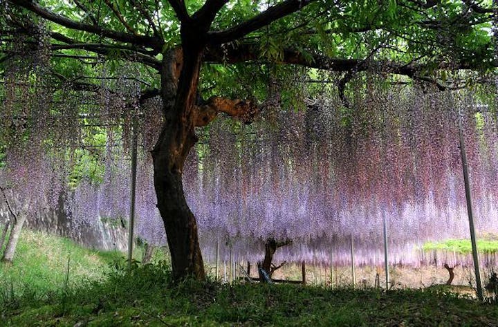 白毫寺の九尺藤