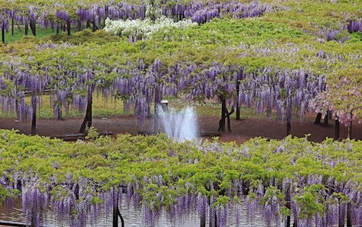 大町藤公園の藤棚