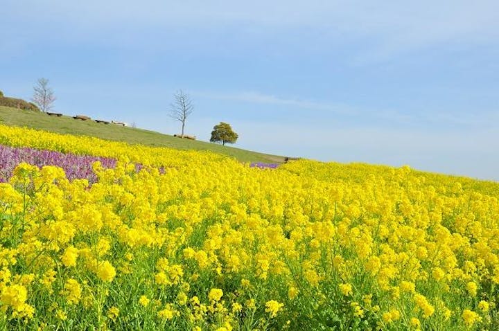 あわじ花さじき