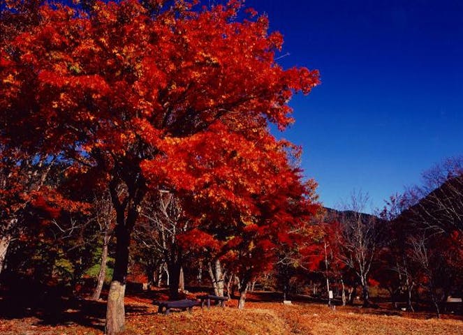 ちくさ高原の紅葉