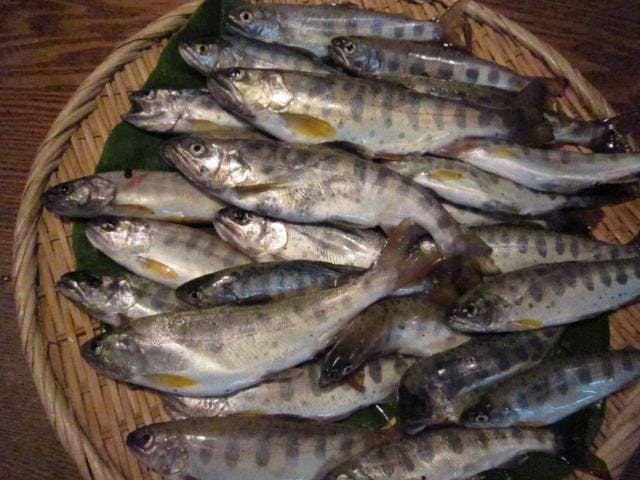 渓流釣り揖保川支流(引原川・福知川など）