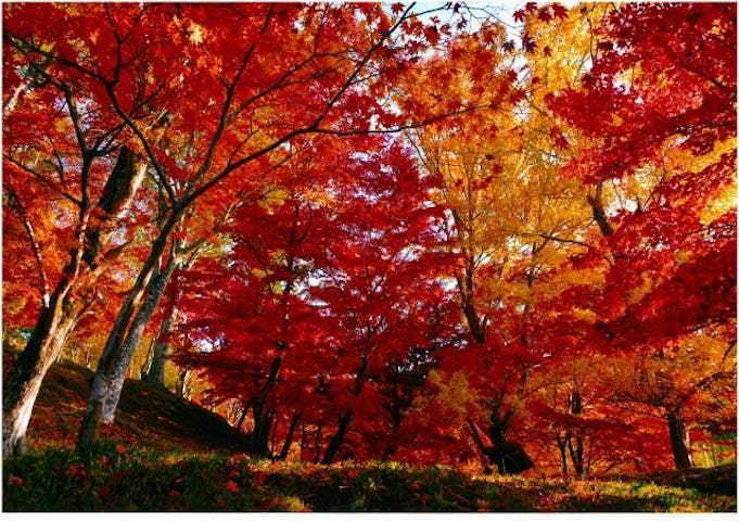 最上山公園もみじ山の紅葉